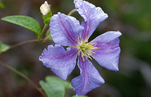 Clematis