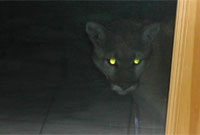 Llygaid yn y nos . . .