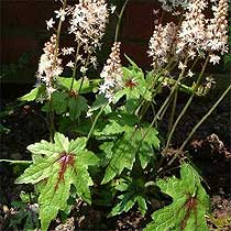 Tiarella cordifolia