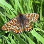 Picture of butterfly