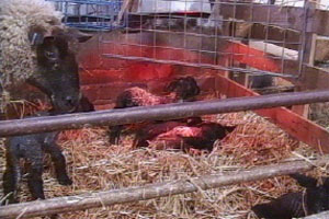 Annis has an eventful night