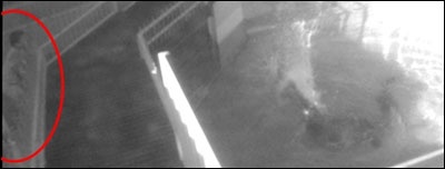 Imagens do CCTV do Centro de Répteis de Alice Springs