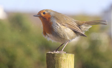 Contributors have been sending their photos in - from the bleak mid-winter to signs of spring and now summer.