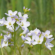 Cardamine pratensis