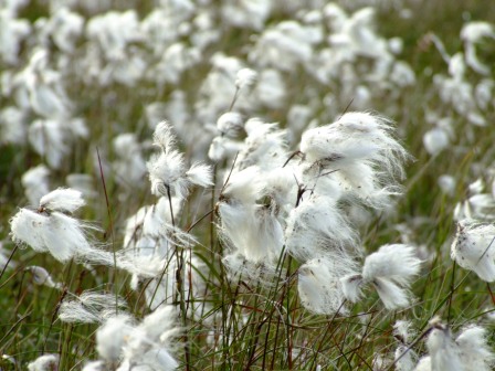 North Uist cotton grass