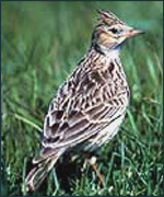 Skylark