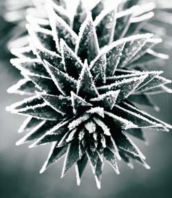 frosty monkey puzzle