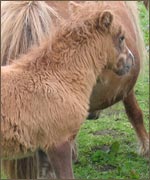 Shetland Foal