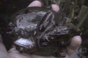 Mike's pond is teeming