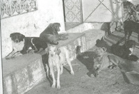 Rhai o'r cwn y bydd Tamlin yn ymdrin a hwy.