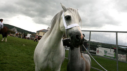Photograph of a mare and foal