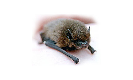 Pipistrelle Bat