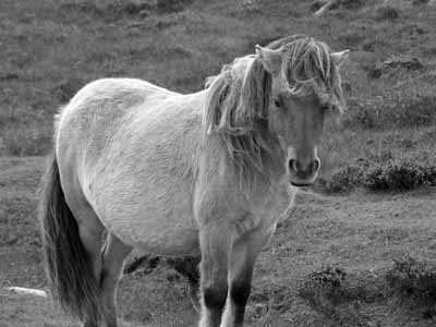 Loch Skiport Pony