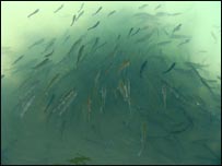 دپانګې ډېرښت