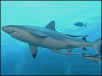 Sharks in the sea off Australia