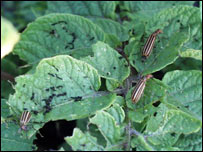 دپټاټوګونګوټې