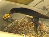 Swallow and fledglings
