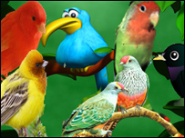 سرزمين پرنده ها