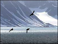 Little auks in Svalbard