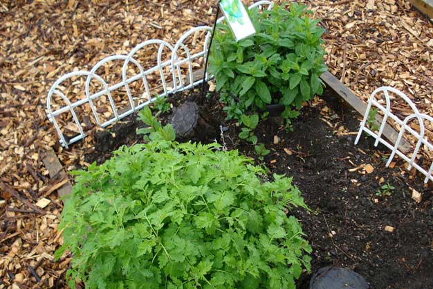 Parsley and mint plants
