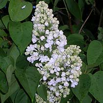 Syringa vulgaris 'Madame Lemoine'