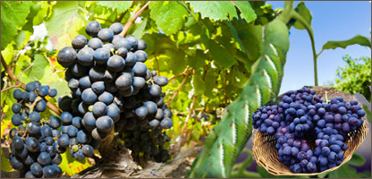 دانگورو چينجی