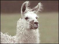 Llama