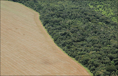 Limita dintre culturi şi pădure