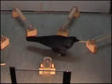 Corvo usando ferramentas