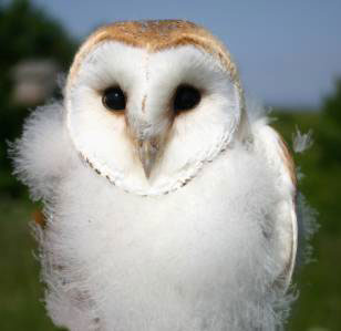 bf-barnowlblogpic.jpg