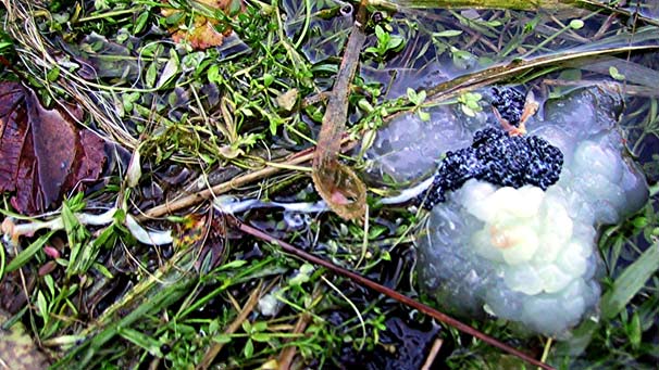 White jelly with black granular mass beside it