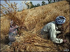 کشاورزی در هند