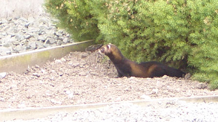 polecat_talacre.jpg