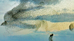 Flocking, dancing and rituals
