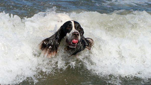 Spaniel Rico swimming in surf at Portobello (courtesy of Dave Thompson)