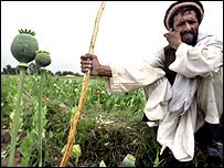 Afyon yetiştiren bir Afgan çiftçi
