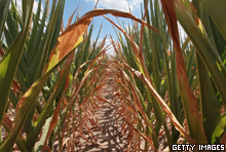 Dried-out crops in midwest America