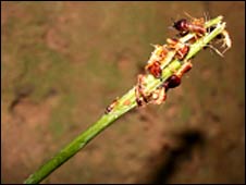 Cupins na 'vara' (foto: Royal Society)