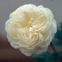 Damask rose