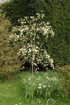cornus.JPG