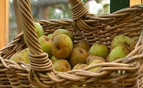 pears in a basket