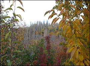 ميلاد رشيدی
