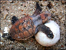 Hawksbill_turtle_hatchling_and_egg