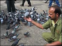 गेटवे पर कबूतर