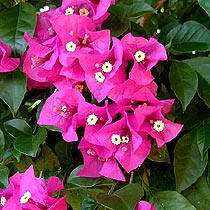 Bougainvillea glabra