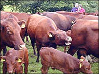 Red poll 