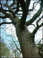 Veteran oak in Walcot Wood