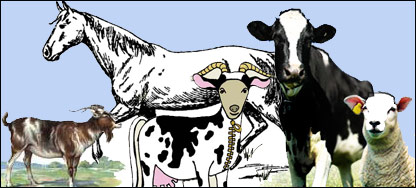 د څارويو سټ