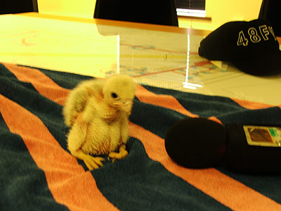 Lanner Falcon chick
