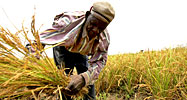A Burkina Faso farmer harvests rice
